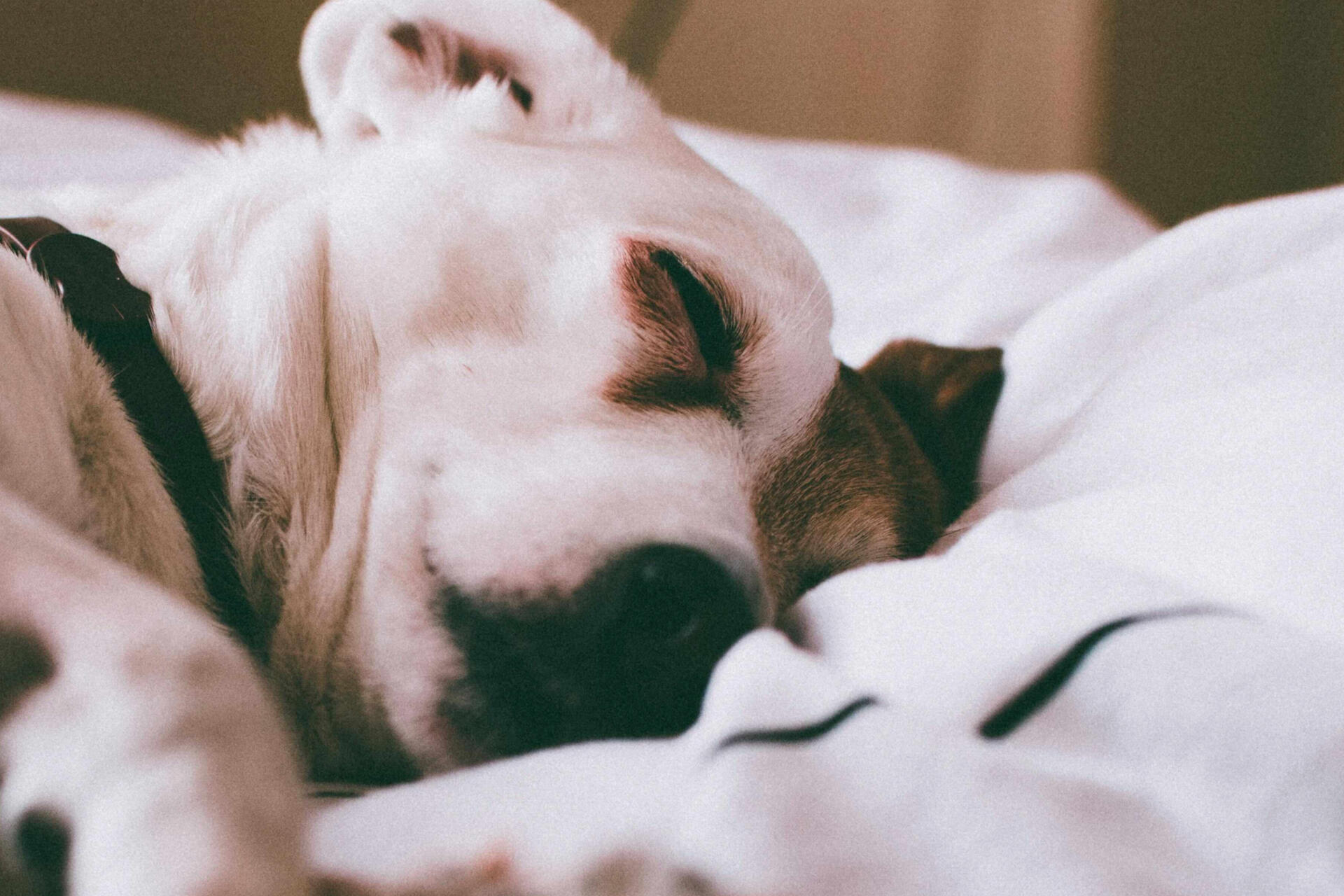 Dog sleep on a cushy white pillow