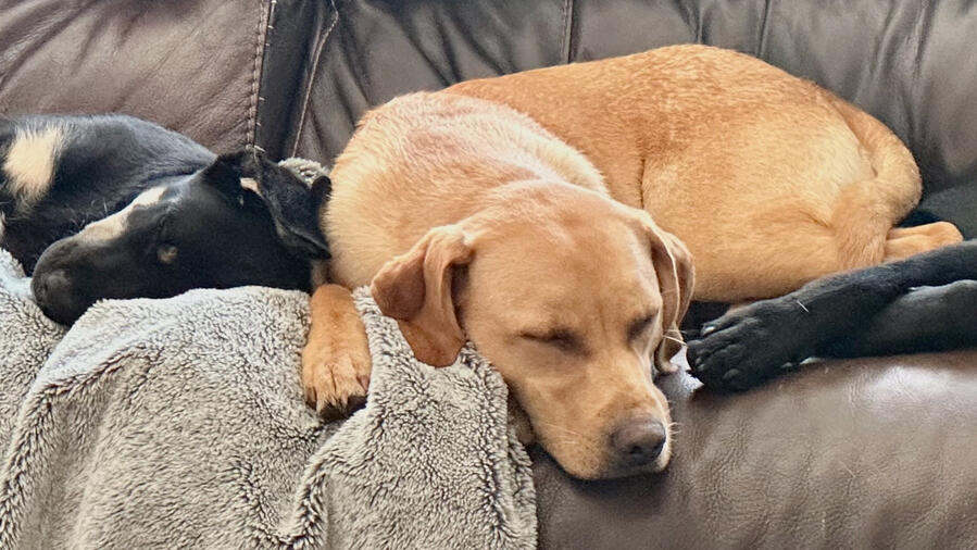 # dogs asleep on couch together