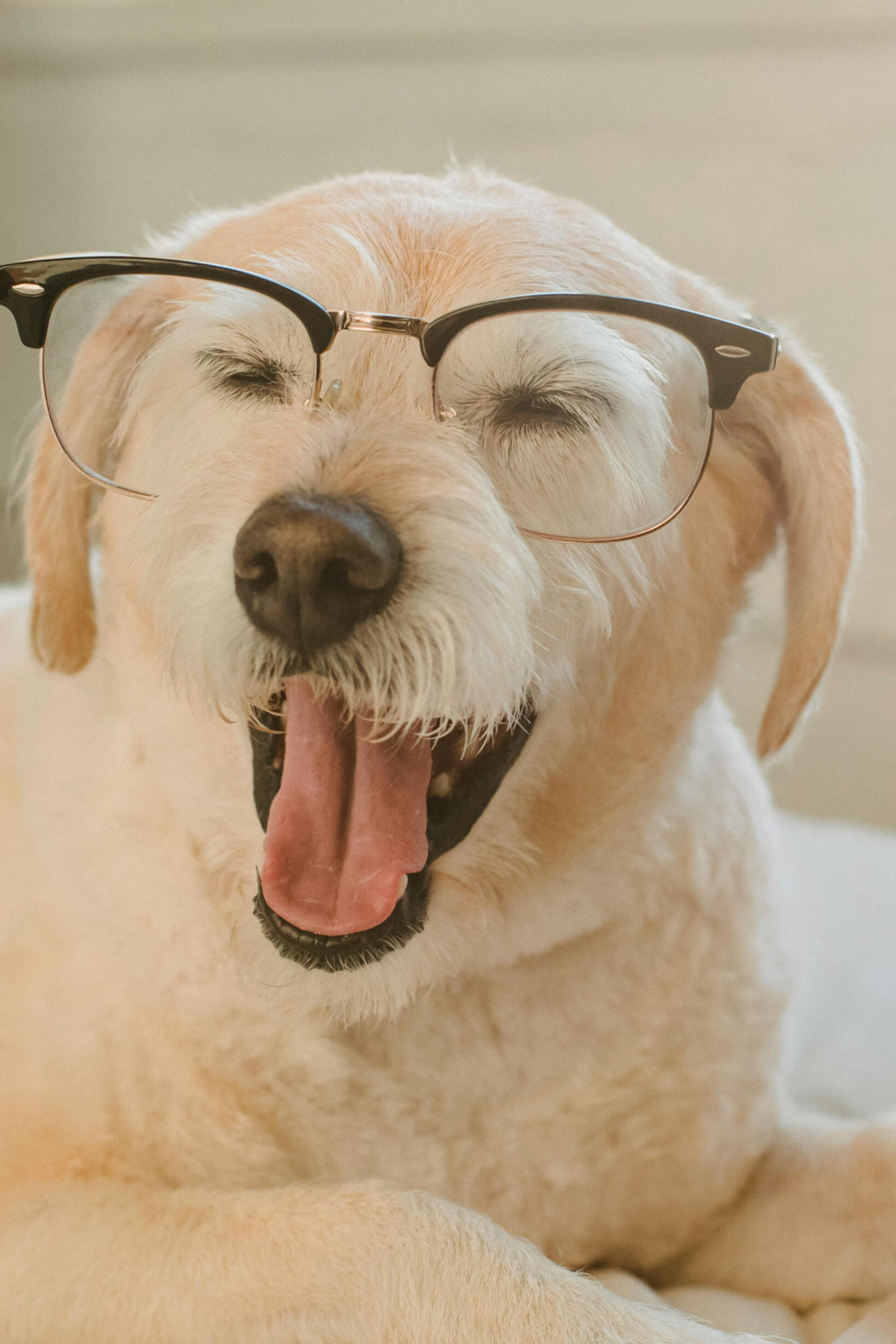 White dog wearing glasses